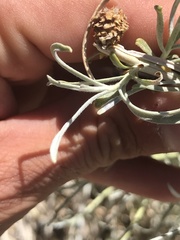 Ericameria nauseosa hololeuca