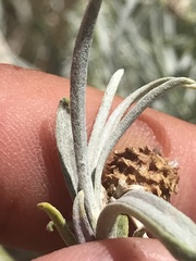 Ericameria nauseosa hololeuca