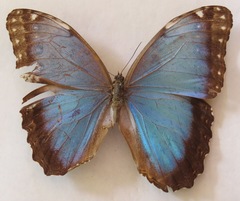 Morpho helenor narcissus
