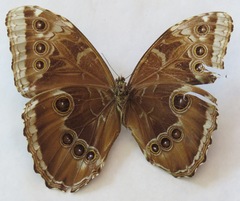 Morpho helenor narcissus