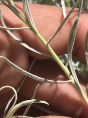 Ericameria nauseosa hololeuca