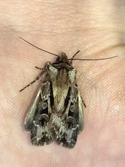 Agrotis vancouverensis