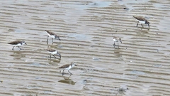 Calidris