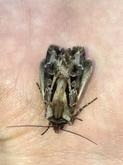 Agrotis vancouverensis