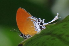 Eooxylides tharis distanti