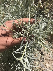 Ericameria nauseosa hololeuca