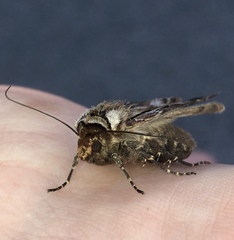 Agrotis vancouverensis