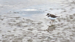 Charadrius semipalmatus