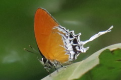 Eooxylides tharis distanti