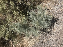 Ericameria nauseosa hololeuca