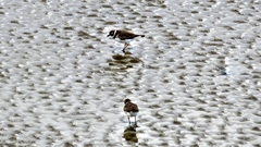 Charadrius semipalmatus