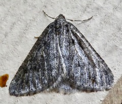 Lepidoptera