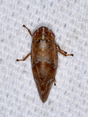 Aphrophora saratogensis