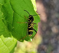 Xylotrechus nitidus