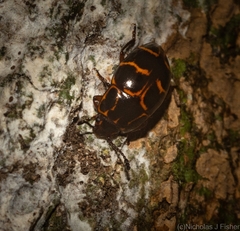 Episcaphula tamburinea