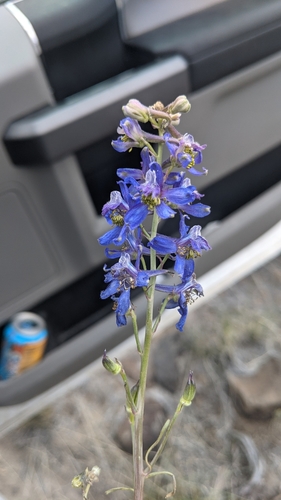 Image of Delphinium andersonii by (c) Zoe O., some rights reserved (CC BY)