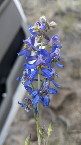 Image of Delphinium andersonii by (c) Zoe O., some rights reserved (CC BY)