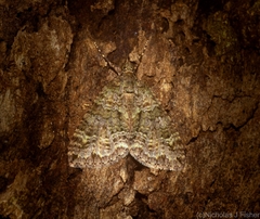 Polyclysta hypogrammata