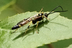 Ichneumon annulatorius