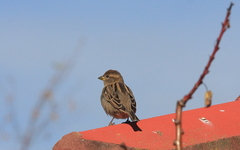 Passer domesticus
