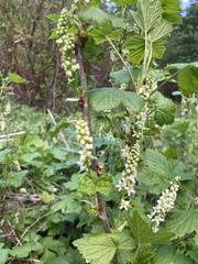 Ribes hudsonianum petiolare