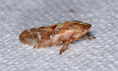 Aphrophora saratogensis