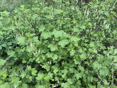 Ribes hudsonianum petiolare