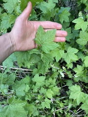 Ribes hudsonianum petiolare
