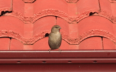 Passer domesticus