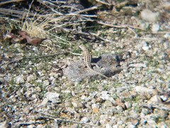 Uta stansburiana elegans