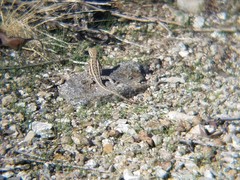 Uta stansburiana elegans