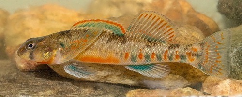 Kanawha Darter (Etheostoma kanawhae) — Percidae — 4