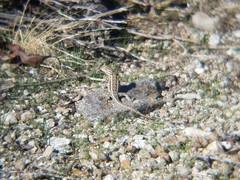 Uta stansburiana elegans