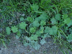 Alchemilla mollis