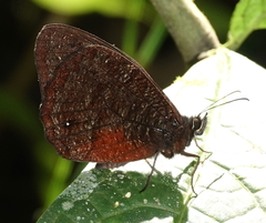 Pedaliodes zingara
