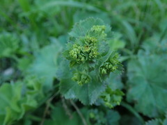 Alchemilla mollis