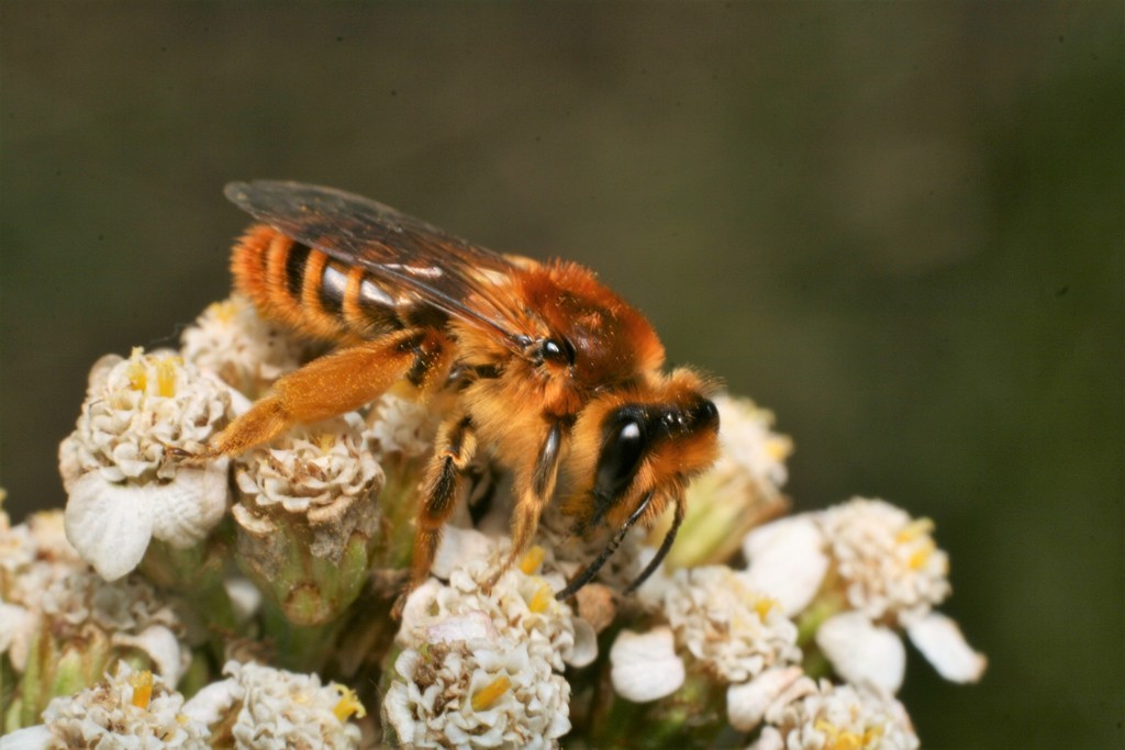 Tawny Nesocolletes