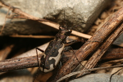 Neocicindela tuberculata