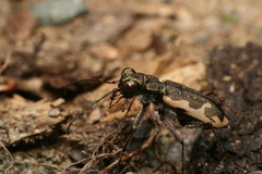 Neocicindela tuberculata