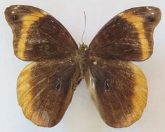 Catoblepia orgetorix