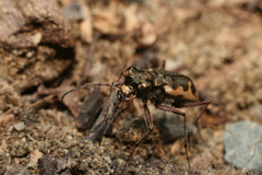 Neocicindela tuberculata