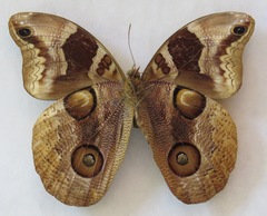 Catoblepia orgetorix