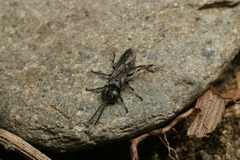 Tachysphex nigerrimus