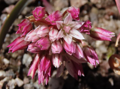Allium crenulatum