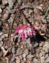 Allium crenulatum