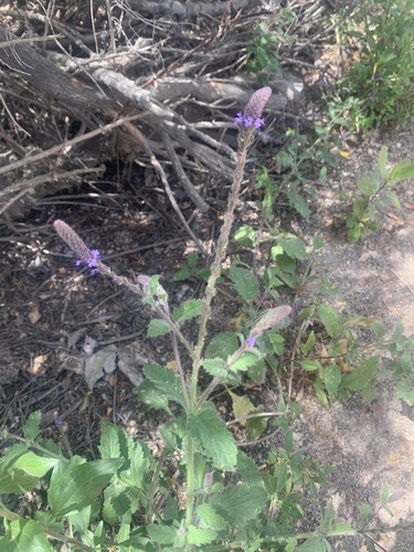 iNaturalist observation photo of western vervain