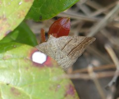 Petrophora subaequaria