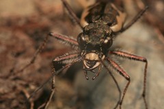 Neocicindela tuberculata