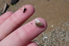 Dreissena polymorpha