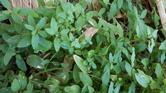 Stachys stebbinsii